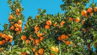 Bunch of oranges on a tree